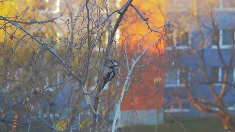 single bird sitting on a branch and hammering with his beak on the tree