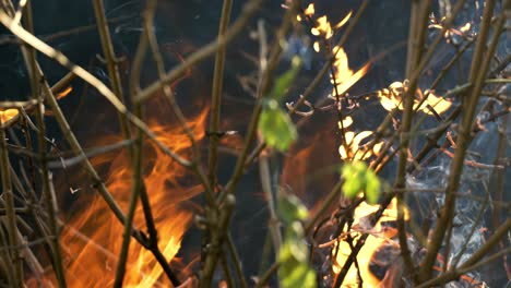 burning dry branches