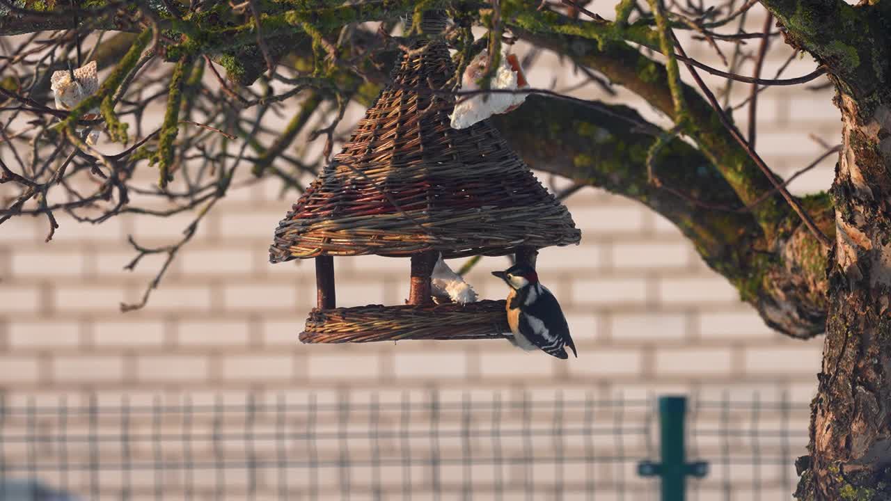 緑豊かな木々に囲まれた素朴な籐製バードハウスで餌をついばむ、鮮やかな鳥たちを捉えたクローズアップショット。日差しが自然な質感を際立たせ、穏やかな庭の情景を作り出している。
