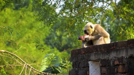 wild hungry indian white langoor piercing and eating raw ripen fruit