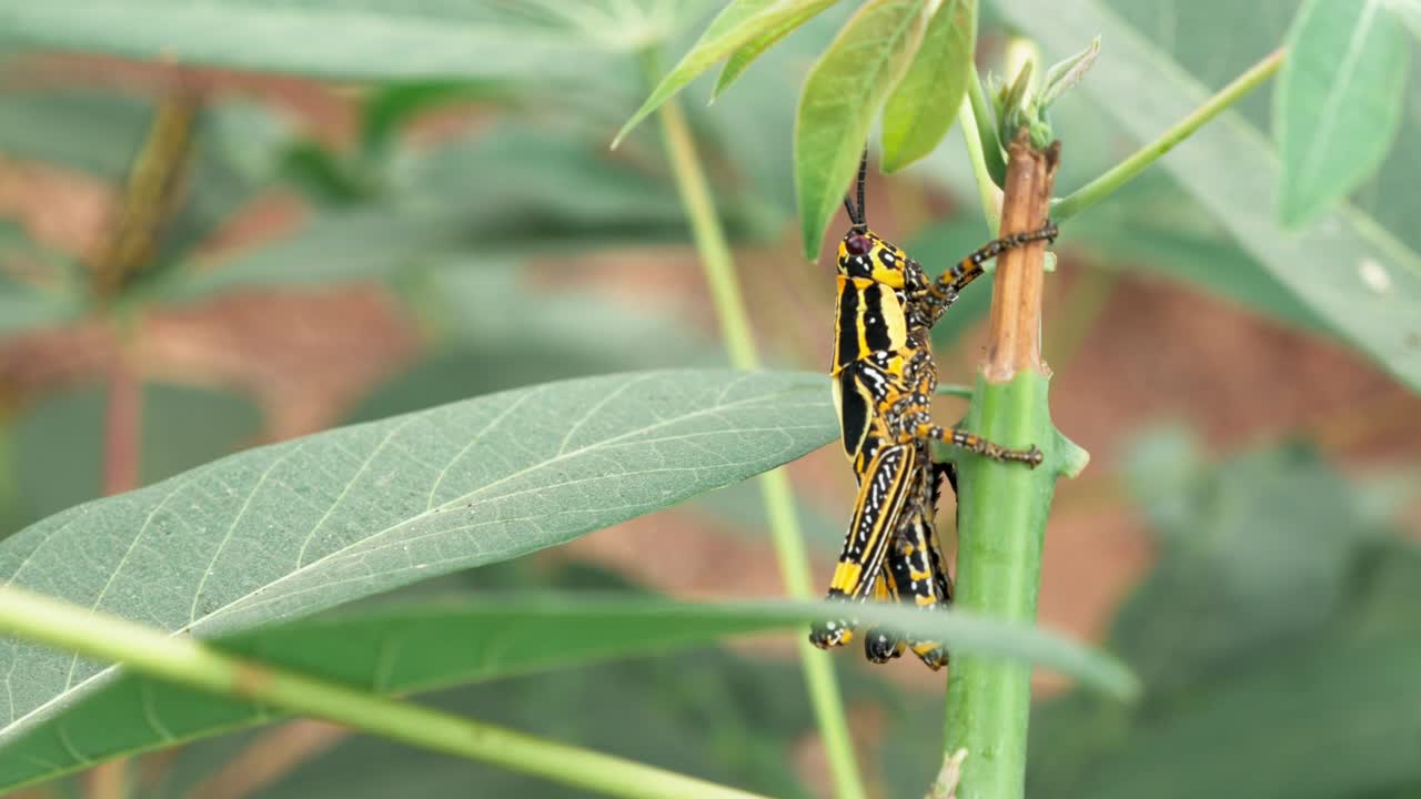 Cavalletta seduta su un fusto di pianta verde nella campagna di Yaoundé.