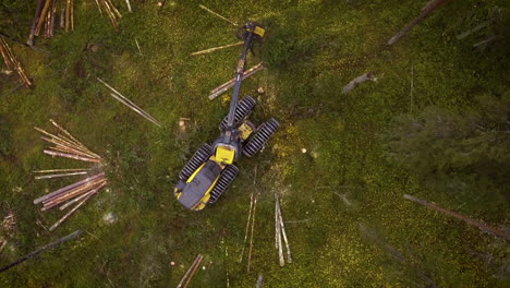 Escorpión-Haciendo-Trabajo-Forestal