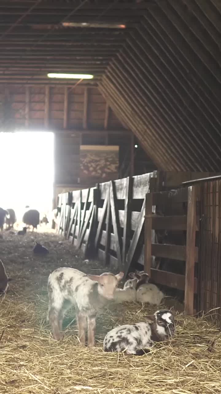 Capretti e pecore in un fienile