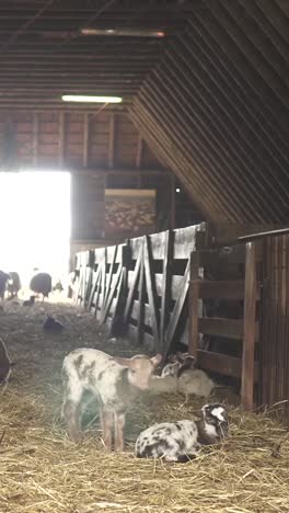 cabras y ovejas en un granero