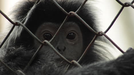 silvery langur monkey looking out from inside a chain link cage