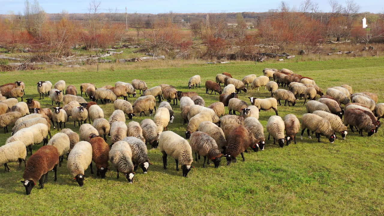 Herd of sheep outdoors. Beautiful fluffy domestic animals grazing on field in the countryside. Brown sheep eating grass on a meadow.