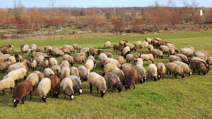 Herd of sheep outdoors. Beautiful fluffy domestic animals grazing on field in the countryside. Brown sheep eating grass on a meadow.