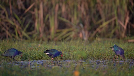 Flock-of-Grey-hooded-Swamp-hen-in-wetland