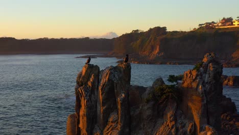 birds resting on dramatic basalt rock formations of cathedral rocks at sunset in kiama downs, nsw, australia