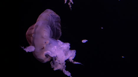 chrysaora hysoscella, medusa brújula con marcas marrones en su campana nadando en el acuario