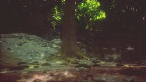 dark forest scene