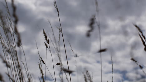 windswept grass and a passing airplane