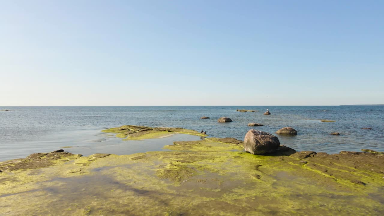 Gorgeous low altitude aerial flyover of a sandstone large and flat rock surface sticking out from blue ocean sea water where seagulls and birds nest on the mossy rock. Sunny summer beach day, rocky