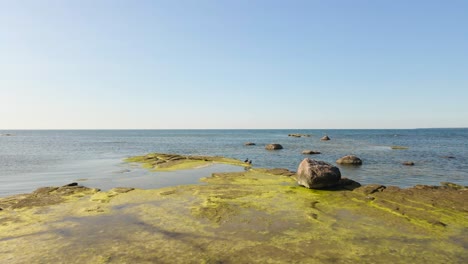 gorgeous low altitude aerial flyover of a sandstone large and flat rock surface sticking out from blue ocean sea water where seagulls and birds nest on the mossy rock. sunny summer beach day, rocky