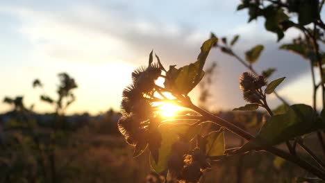 rays of light through burdocks at sunset, golden hour at meadow