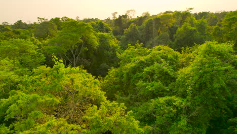 Drohne-Rückt-über-Den-Wunderschönen-Atlantischen-Wald-In-Südamerika-Vor