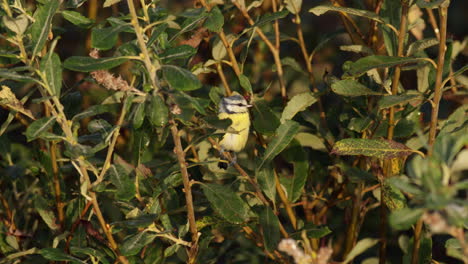 A-Blue-Tit-sitting-in-a-bush