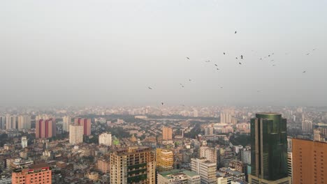 grupo de pájaros negros dando vueltas por encima del paisaje urbano matutino en asia