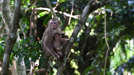 Der-Nördliche-Schweinsschwanzmakake-Ist-Ein-Primat,-Der-Häufig-Im-Khao-Yai-Nationalpark-Vorkommt,-Obwohl-Er-Eine-Gefährdete-Art-Ist