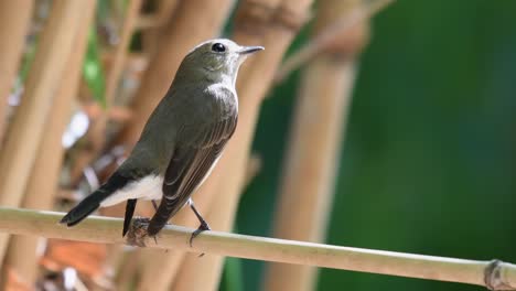 red-throated flycatcher, ficedula albicilla