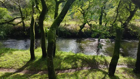 freshwater river in dense tropical forest at carballeira municipal de baio hiking area in spain