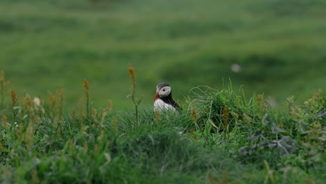 atlantic puffin partially hidden in green grass