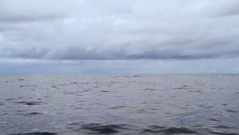 HD-120fps-Hawaii-Kauai-Boating-on-the-ocean-dolphin-surfaces-then-a-few-more-dolphins-surface-together