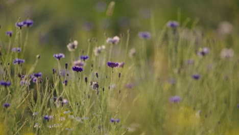 Close-up-tight-focus-of-purple-wildflowers-in-a-wild-meadow-blowing-in-the-wind-on-a-sunny-summer-day