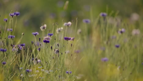 close up tight focus of purple wildflowers in a wild meadow blowing in the wind on a sunny summer day