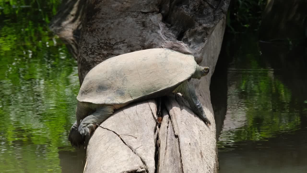 Resting on a log and suddenly drops its leg and sticks its head out from its shell, Giant Asian Pond Turtle Heosemys grandis, Thailand