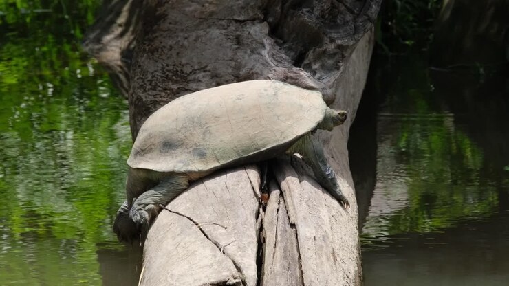 Resting on a log and suddenly drops its leg and sticks its head out from its shell, Giant Asian Pond Turtle Heosemys grandis, Thailand