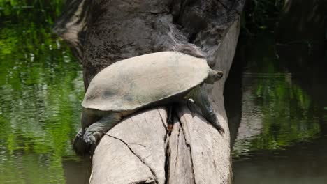 descansando sobre un tronco y de repente deja caer su pierna y saca la cabeza de su caparazón, tortuga de estanque asiática gigante heosemys grandis, tailandia