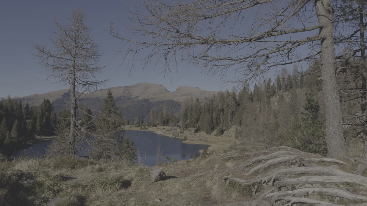 Alpine Lake Scenery with Dried Trees