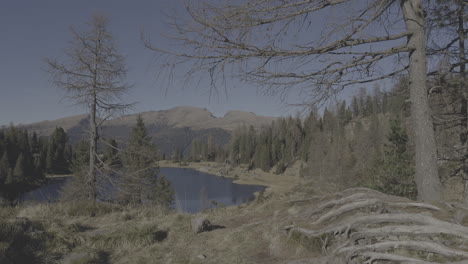 alpine lake scenery with dried trees