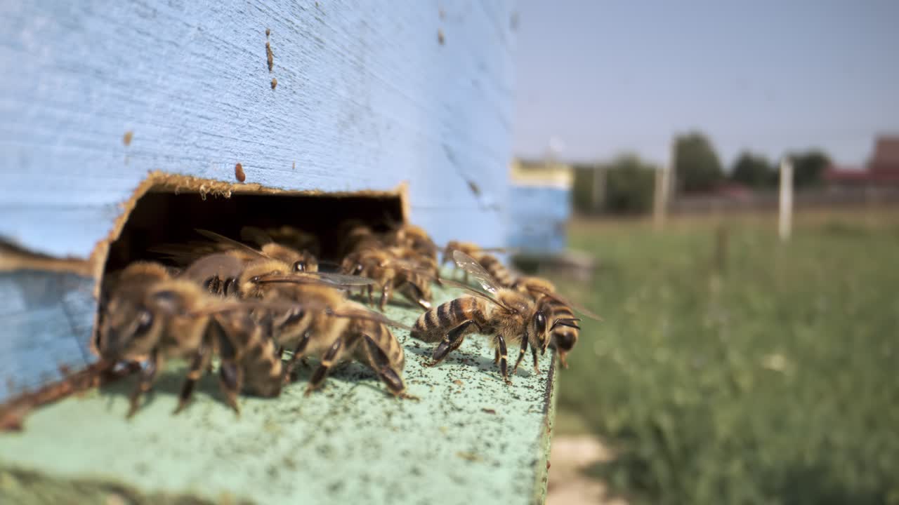 Honey bees fly near a beehive in a slow motion.Bees are best known to humans for their ecological roles as pollinators. Honey bees flying into wooden beehive. Shot on super slow motion camera 800fps