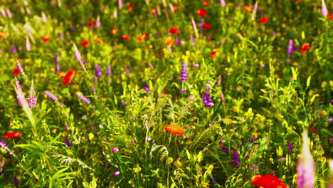 colorful wildflowers in a field