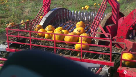 pumpkin seed harvesting - harvester pumpkin pick-up with screwable tips to the crushing unit