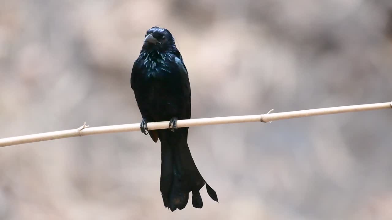 머리깃드롱고 또는 서로 구별하기 까다로울 수 있는 dicrurus bracteatus 또는 스팽글드롱고와 동종인 dicruridae과의 아시아의 새입니다.