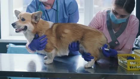 veterinarian team giving an injection to the corgi dog