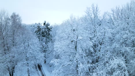 Elevándose-Sobre-Un-Denso-Bosque-De-Pinos-Cubierto-De-Nieve-Durante-El-Invierno-En-El-Campo-Cerca-Del-Pueblo-De-Pieszkowo,-Polonia