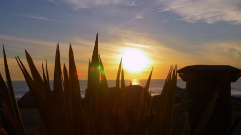 Hermosa-Puesta-De-Sol-Entre-Algunas-Plantas