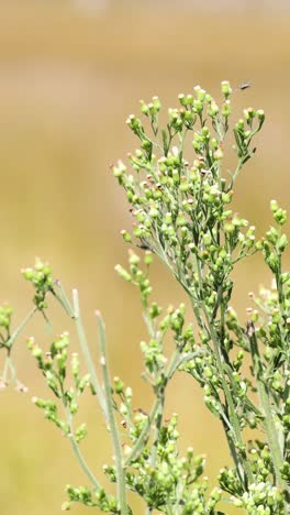 detailed view of a plant over time