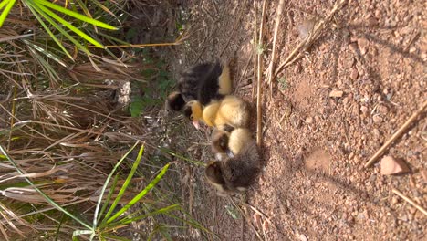 los patitos se mantienen juntos para descansar.