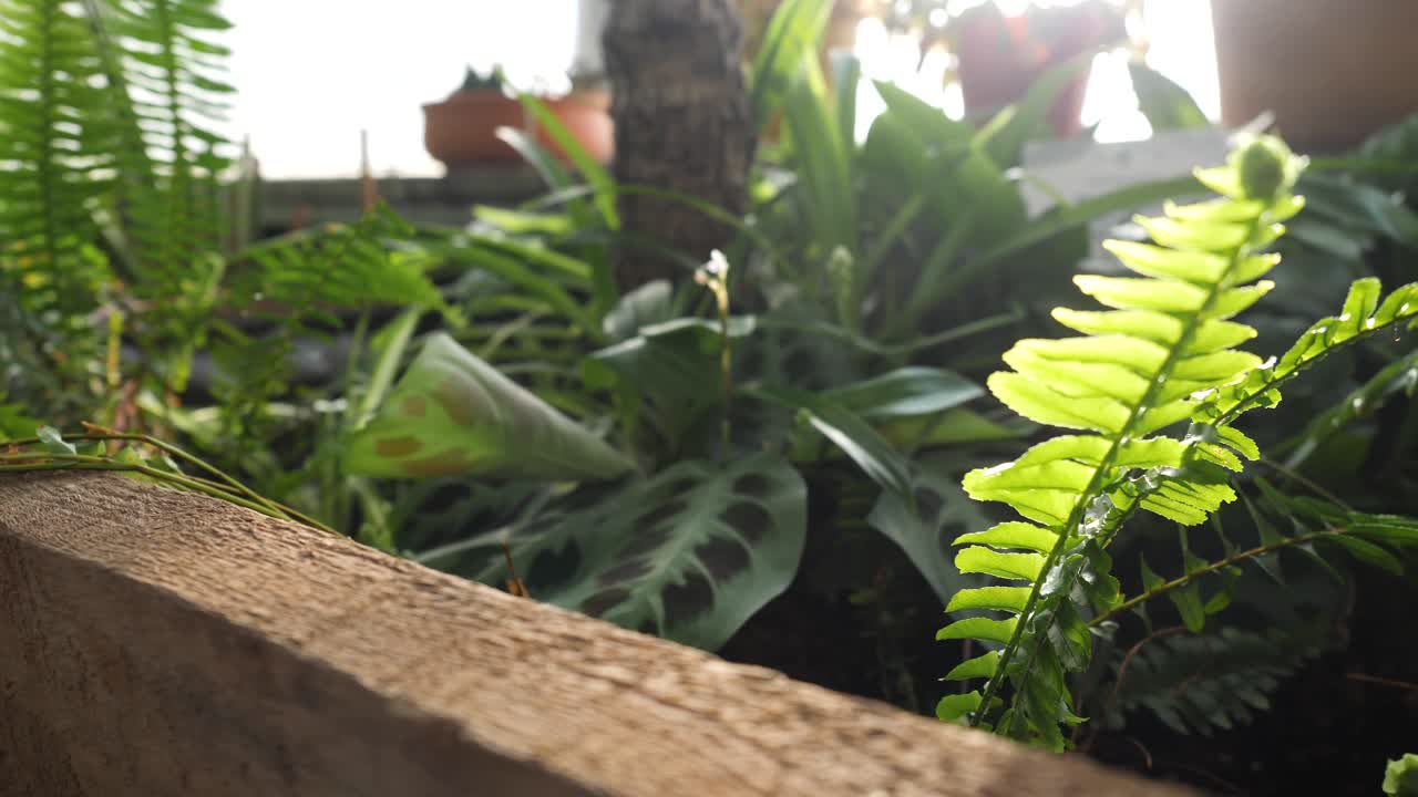 Primo piano di piante in un'aiuola