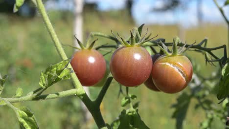 primer plano del cultivo de tomate cherry en un jardín de permacultura natural orgánico durante la crisis alimentaria