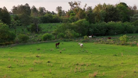 Caballos-Pastando-En-Un-Espléndido-Campo-Verde-En-El-Barrio-Lago-En-Candelaria,-Misiones,-Argentina