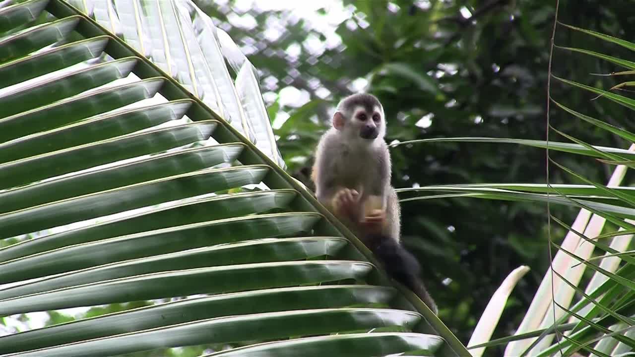 los monos araña juegan en un árbol 2