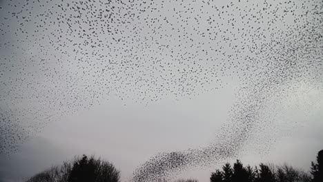 bandadas de murmuración de estorninos que hacen formas asombrosas en el cielo de la tarde