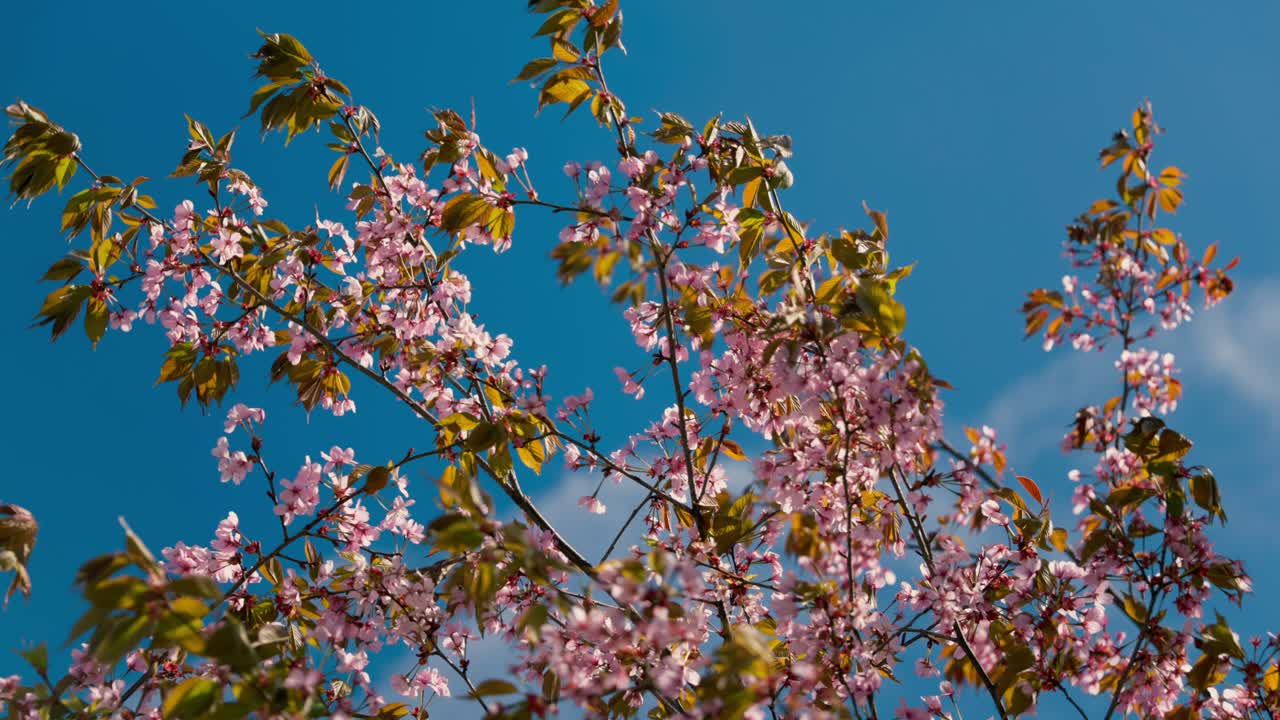 Cherry Blossom Tree in peak bloom stands vivid against a clear blue sky, its Pink petals framing the serene Spring scene In Oslo, Norway.