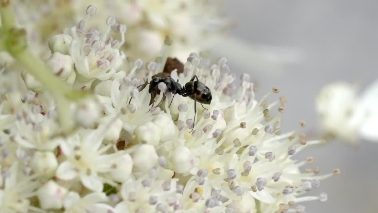 Black Ant Foraging Nectar on Tiny White Wildflowers, Macro Close-up